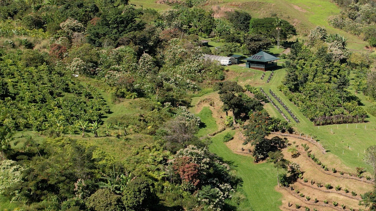 Drone image of Honolii cacao orchards on the Big Island of Hawaii