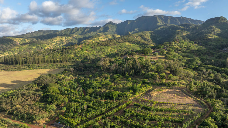 Image of cacao farm nestled at the base of a mountain range