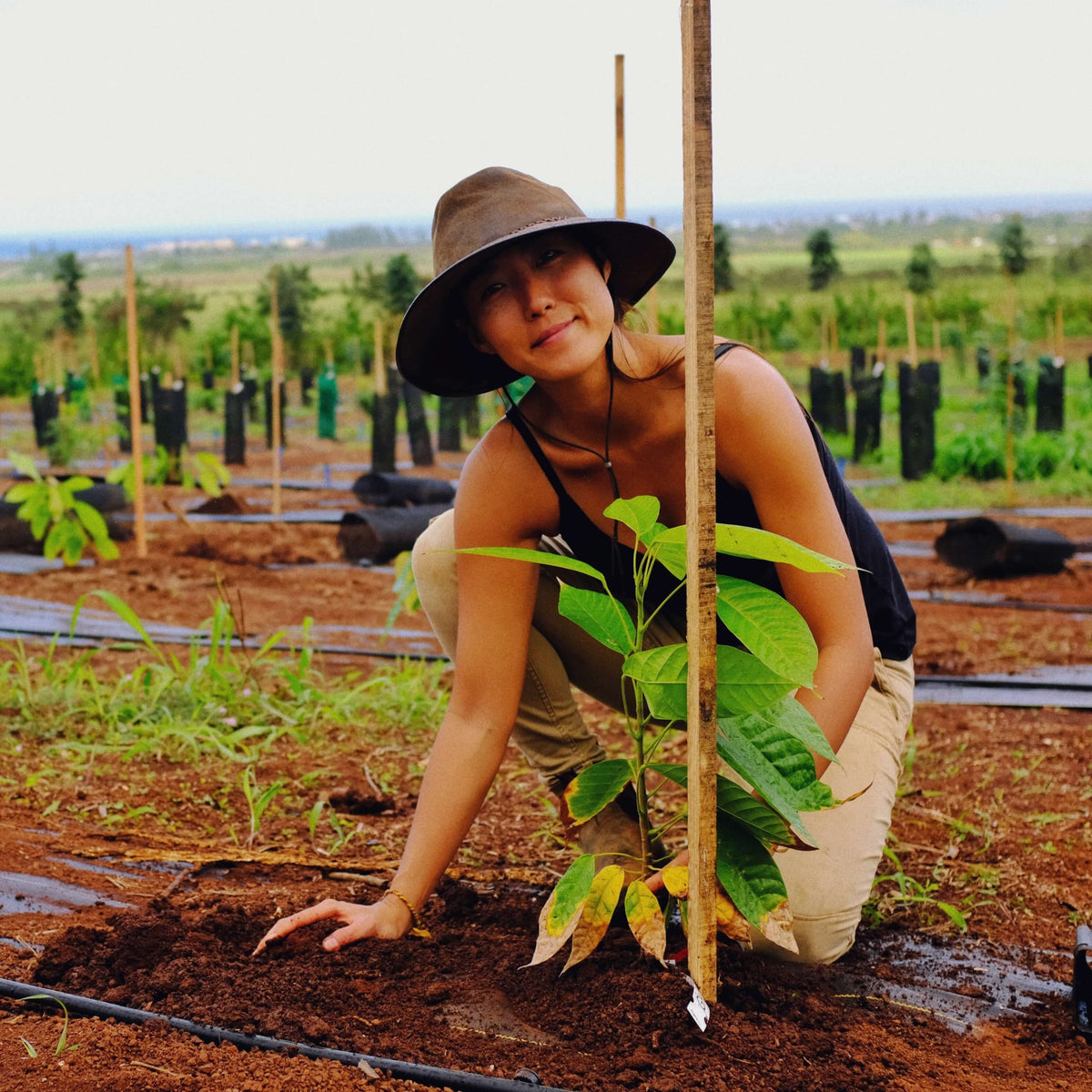 Image of woman planting cacao tree