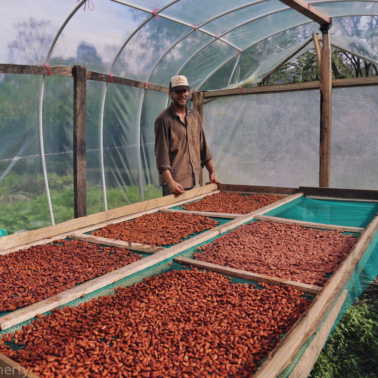 Image of man drying cacao beans