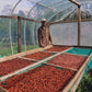 Image of man drying cacao beans